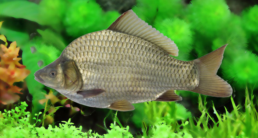 同源二倍体湘军白鲫品系